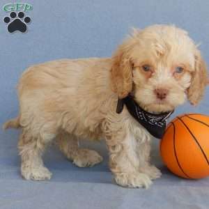 Reggie, Cockapoo Puppy